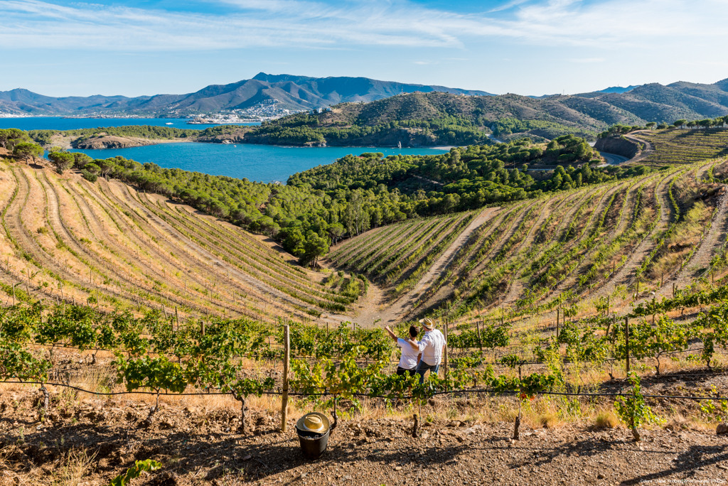 uitzicht over de wijngaarden in het Noord-Spaanse Empordà