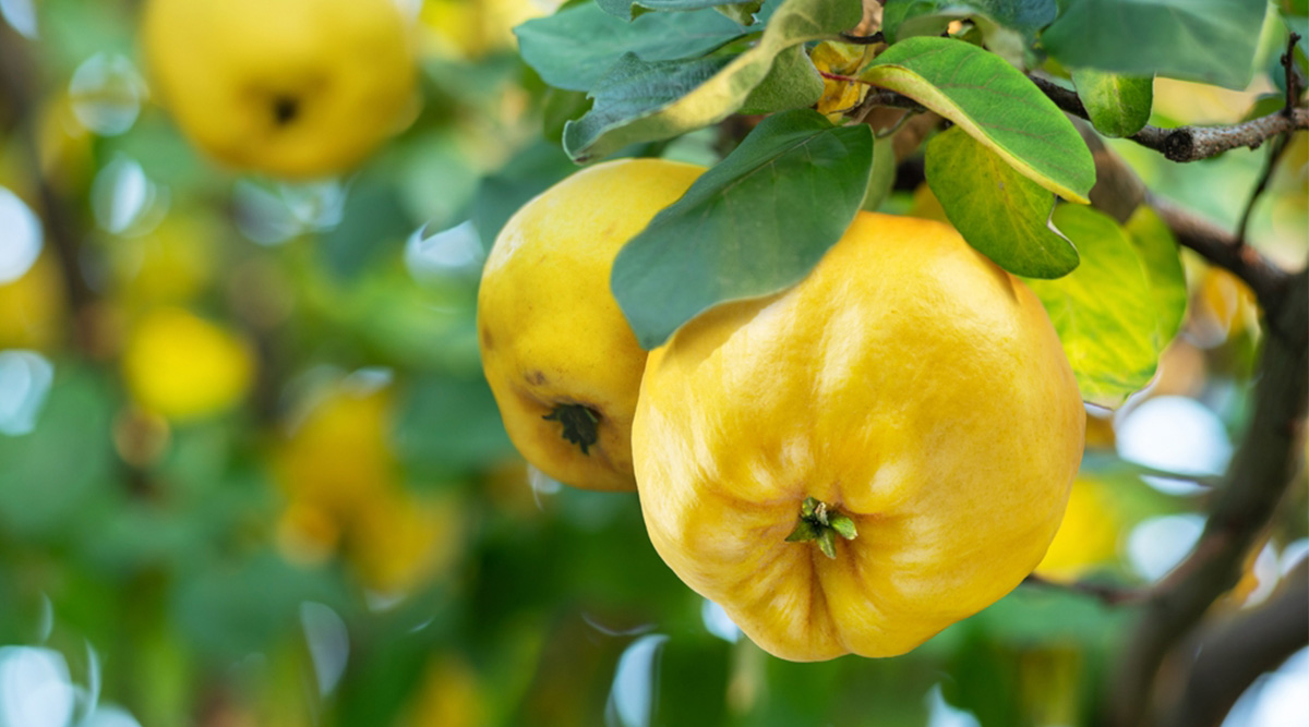 De kweepeer is weer in het seizoen en zo gebruikt u deze vrucht